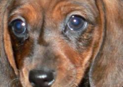 Čtyři roky se již veterináři v Rusku nemusí bát. - zvětšit fotografii