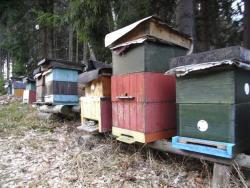 Včelaři na Vysočině měli menší zájem o dotace, než čekal kraj - zvětšit fotografii