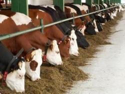 Rostlinná produkce loni činila 65,5 miliardy a živočišná 48,3 miliardy korun. - zvětšit fotografii