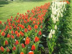 Zahradníci se pustili do příprav na květinovou výstavu Flora - zvětšit fotografii