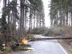 V lesích na Vysočině končí zpracování kalamity, odbyt dřeva vázne - zvětšit fotografii
