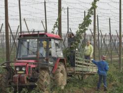 Chmelaři letos očekávají lepší sklizeň, než měli loni - zvětšit fotografii