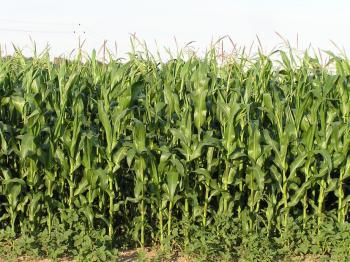 Farmáři v USA čekají letos díky vysokým cenám rekordní příjmy - zvětšit fotografii