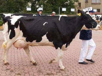 EU probere situaci producentů mléka i dopady krize na zemědělství - zvětšit fotografii