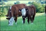 Hereford 100%