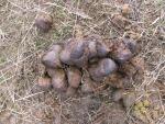ČISTÝ koňský hnůj zdarma - Jílové u Prahy