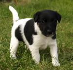 Foxteriér hladkosrstý - nadějná štěňata, zahraniční krytí 