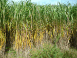 Ozdobnice čínská (Miscanthus giganteus)