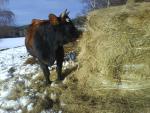 dvě mladé březí krávy 50 % jersey