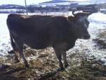 dvě mladé březí krávy 50 % jersey