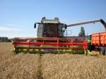 Sklizeň obilnin a olejnin Claas