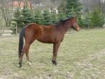 Appaloosa klisna  2 letá s P.P. USA i CZ