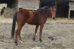 Appaloosa klisna  2 letá s P.P. USA i CZ