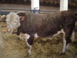 Plemenný býk Hereford 