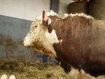 Plemenný býk Hereford 