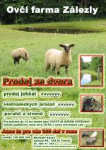 ovce