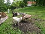 Prodám kozu :  3 roky + kozičku letošní 6 měs.