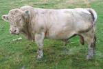 Nabízím plemenného býka plemene Charolais