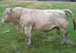 Nabízím plemenného býka plemene Charolais