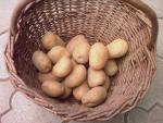 Brambory konzumní 4,5Kč/Kg nebo výměna