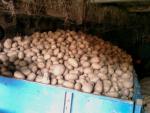 Brambory konzumní 4,5Kč/Kg nebo výměna