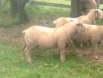 Beranek Charolais