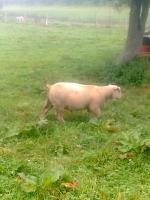 Beranek Charolais