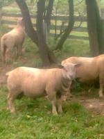 Beranek Charolais