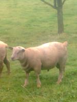 Beranek Charolais