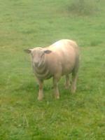 Beranek Charolais