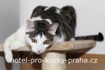 Hotel pro kočky - Kočka na dovolené