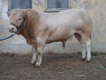 Prodám plemenného býka blonde aquitaine