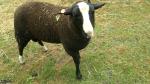 ZWARTBLES - chovní beránci k prodeji
