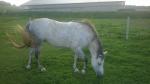 Prodám dvě klisny sportovní pony