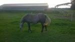 Prodám dvě klisny sportovní pony