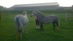 Prodám dvě klisny sportovní pony