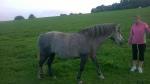 Prodám dvě klisny sportovní pony