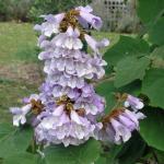 Stromky a sazenice paulovnií (Paulownia) - kirl a tomentosa