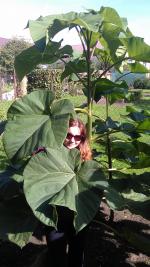 Stromky a sazenice paulovnií (Paulownia) - kirl a tomentosa