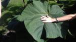 Stromky a sazenice paulovnií (Paulownia) - kirl a tomentosa