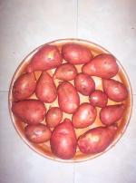 Brambory na uskladnění