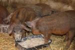 Prodám selátka Mangalice x Duroc