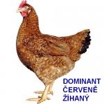 KUŘICE DOMINANT - 9 DRUHŮ - DOVOZ ZDARMA! 