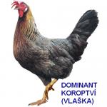 KUŘICE DOMINANT - 9 DRUHŮ - DOVOZ ZDARMA! 