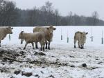 Jalovička Charolais