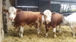 Plemenný býk Charolais a Masný Simentál