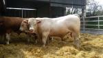 Plemenný býk Charolais a Masný Simentál