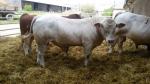 Plemenný býk Charolais a Masný Simentál