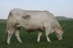 Prodám jalovice Charolais s POP