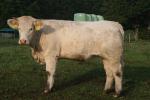 Prodám jalovice Charolais s POP